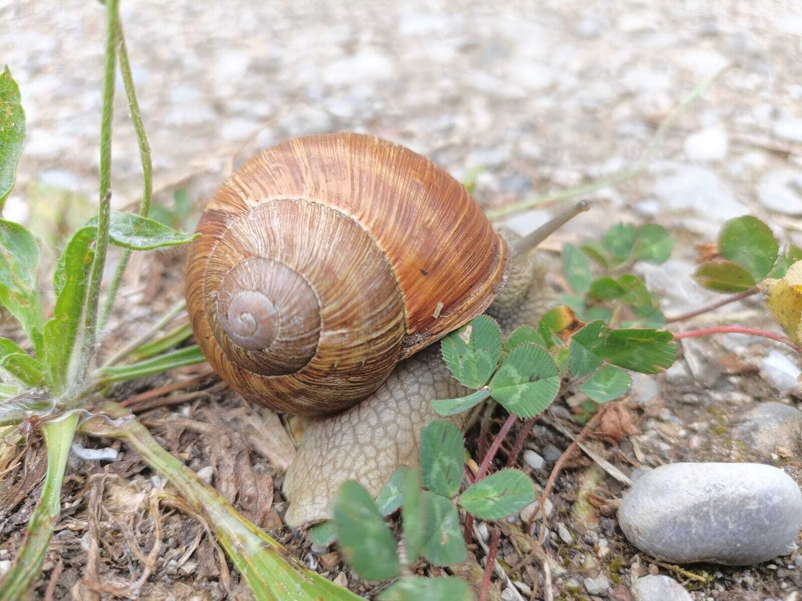 Schnecke auf einem Kiesweg, Symbol für das Glück in kleinen Momenten