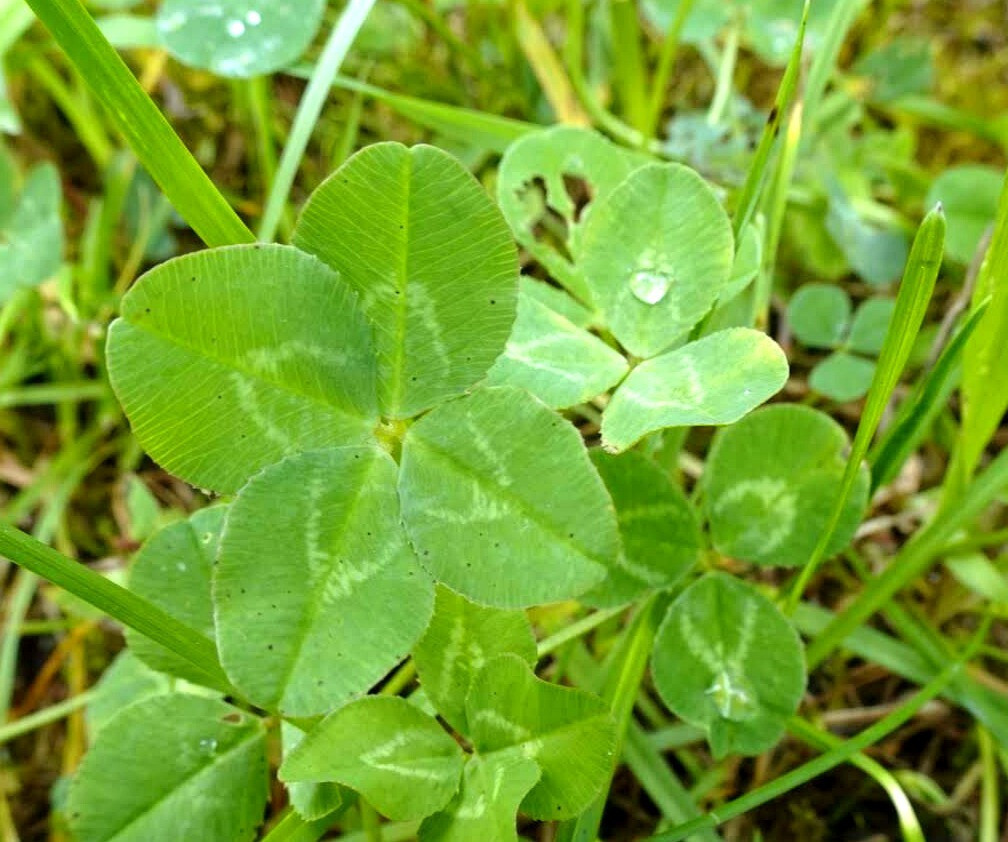 Vierblättriges Kleeblatt im Gras, Symbol für Glück im Alltag